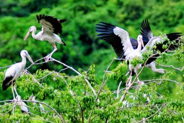 Mê mẩn với vườn chim Thung Nham trong tour du lịch đường bay Ninh Bình