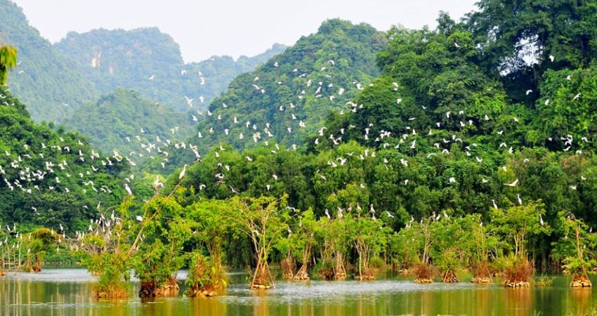 Ngắm nhìn những cánh chim trắng bay lượn tại Thung Nham.