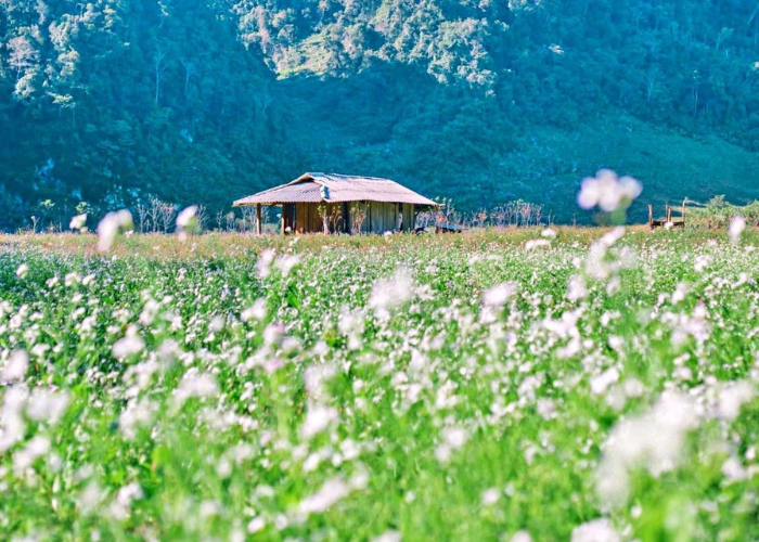 Top 8 điểm du hí “đi là không muốn về” trong tour du lịch Mộc Châu