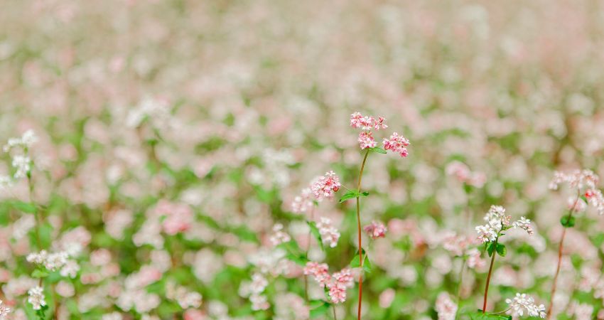 Tam giác mạch hay còn được biết đến với tên Kiều Mạch hoặc Mạch Ba Góc