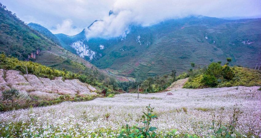 Dưới chân đèo, nét thơ mộng của tam giác mạch khiến du khách phải đắm chìm
