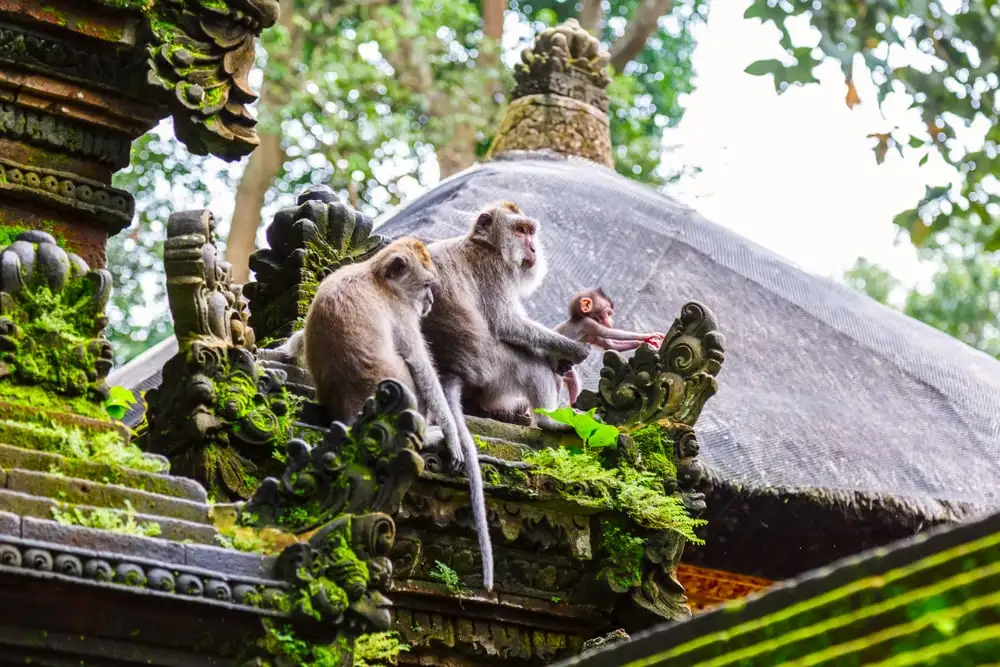 Khám phá Rừng Khỉ Ubud với cảnh quan thiên nhiên tươi đẹp và những chú khỉ tinh nghịch khắp nơi.