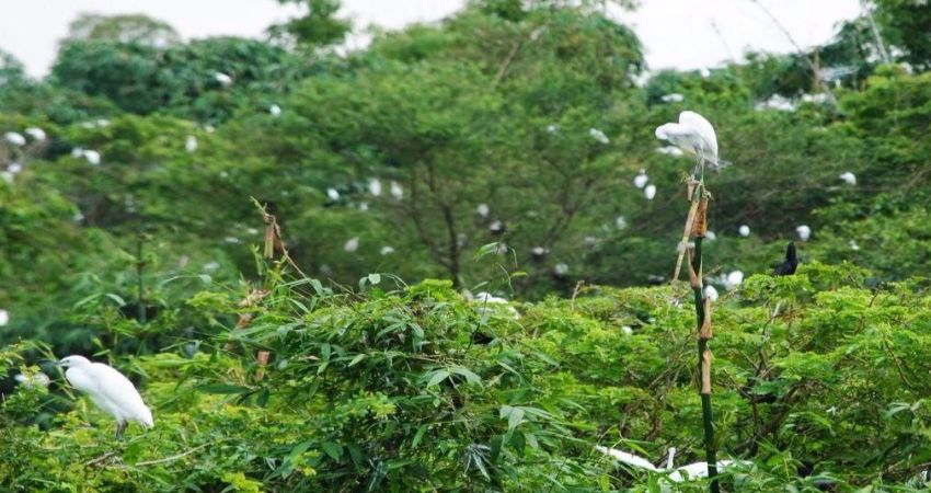 Đảo Cò - điểm đến lý tưởng trong tour du lịch đường bay Hải Dương.