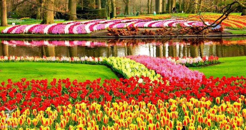 Cánh đồng hoa tulip rực rỡ sắc màu tại công viên Keukenhof.