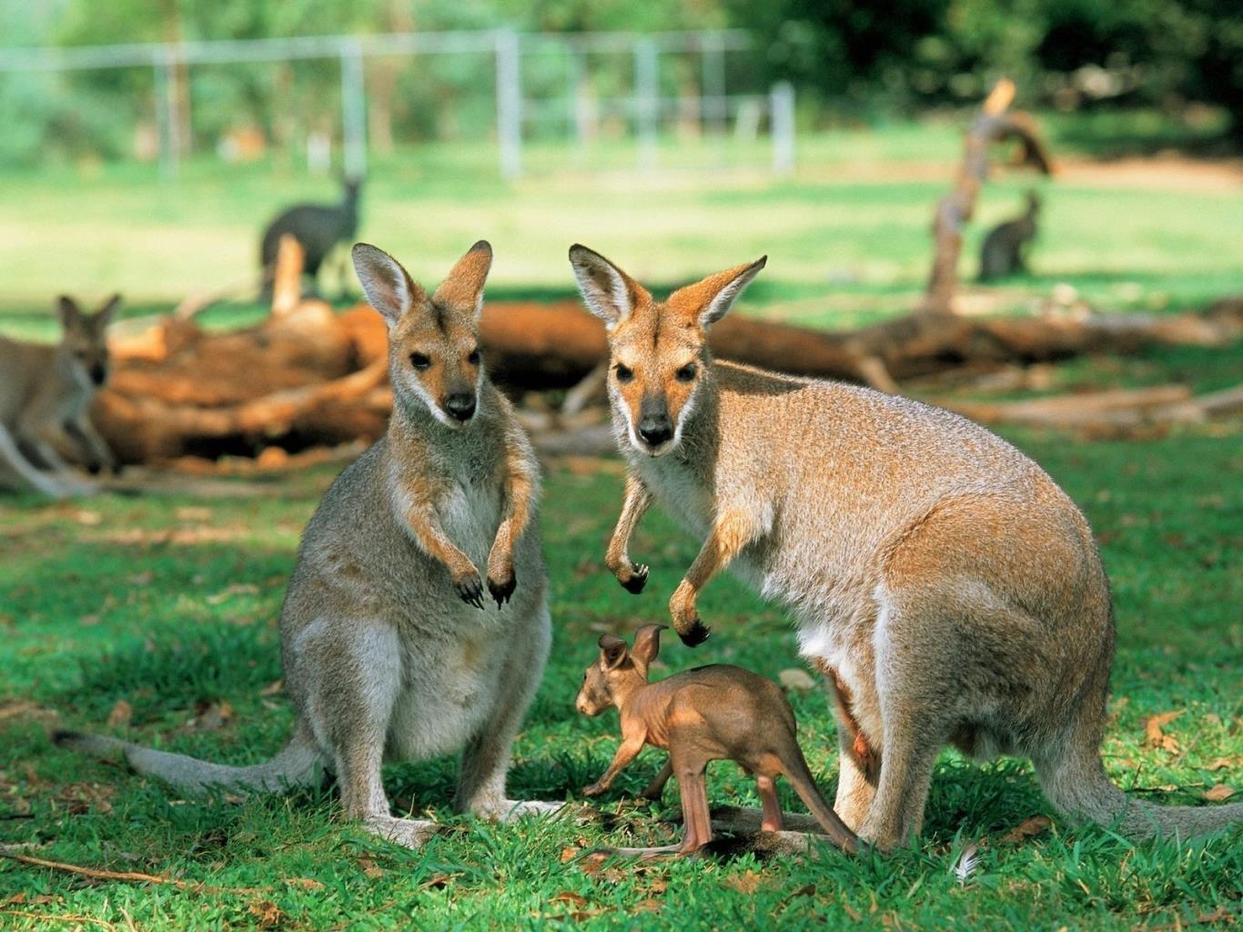 Cận cảnh chú kangaroo đang ăn lá tại vườn thú Taronga.