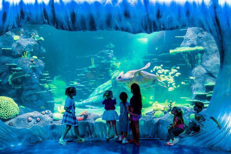 Hình ảnh bể cá khổng lồ tại SEA LIFE Sydney với các loài sinh vật biển đa dạng