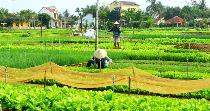 Một góc xanh tại làng rau Trà Quế.