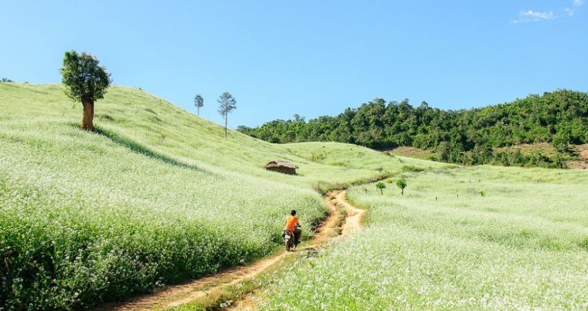 Hoa cải trắng tại Rừng thông bản Áng.