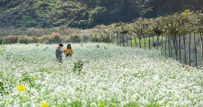 Mùa hoa cải trắng tại thung lũng mận Nà Ka