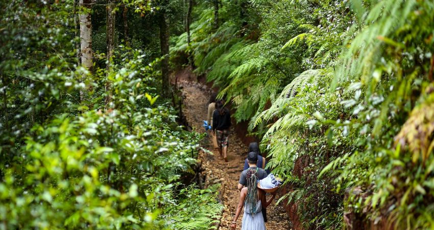 Trekking rừng tại Chiang Rai, hoạt động healing khác lạ cho tour Thái Lan