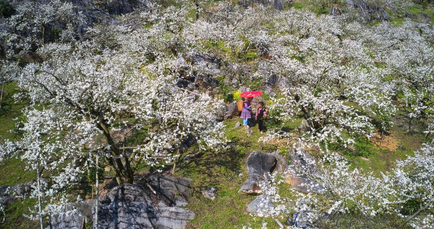 Check-in vườn hoa trong Tour đường bay Mộc Châu Tết