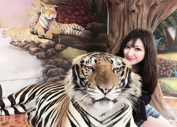 Trại Hổ Tiger Zoo