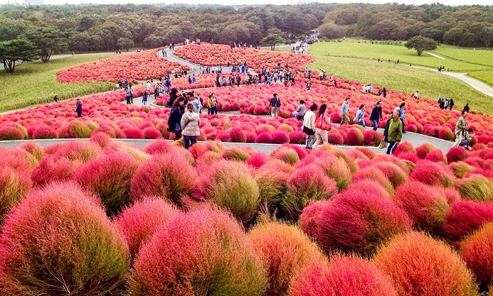 Đồi cỏ đỏ Kochia