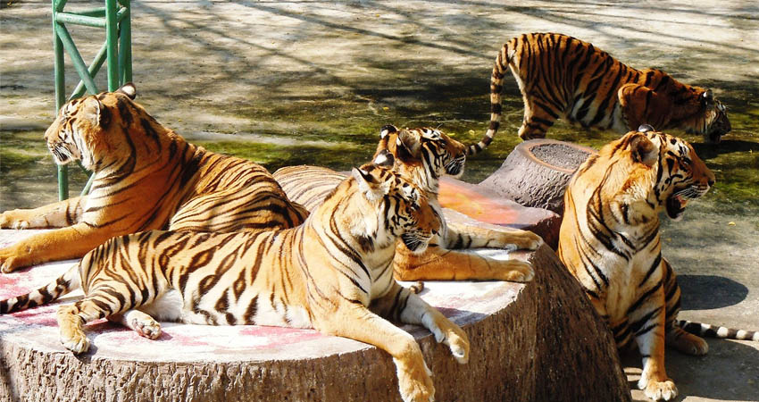 Thăm thú trại hổ Tiger Hurb sẽ là trải nghiệm đáng nhớ cho nhiều du khách
