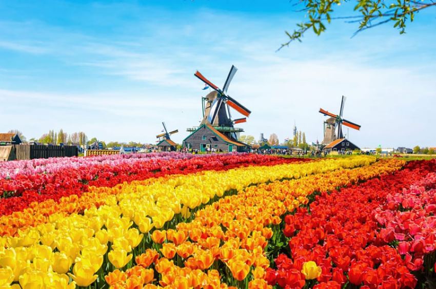 Xưởng làm guốc gỗ ở làng Zaanse Schans