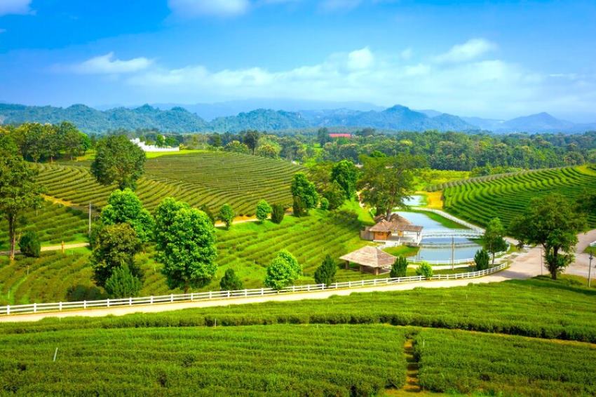 Cảnh sắc yên bình ở đồi chè Choui Fong