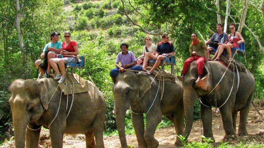Trải nghiệm cảm giác cưỡi voi trong rừng già độc đáo khi đến Chiang Mai