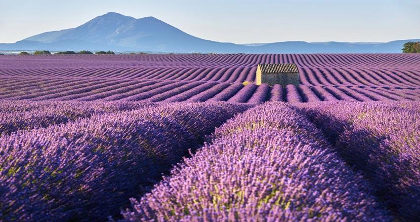Khám phá cánh đồng hoa oải hương bất tận tại cao nguyên Valensole