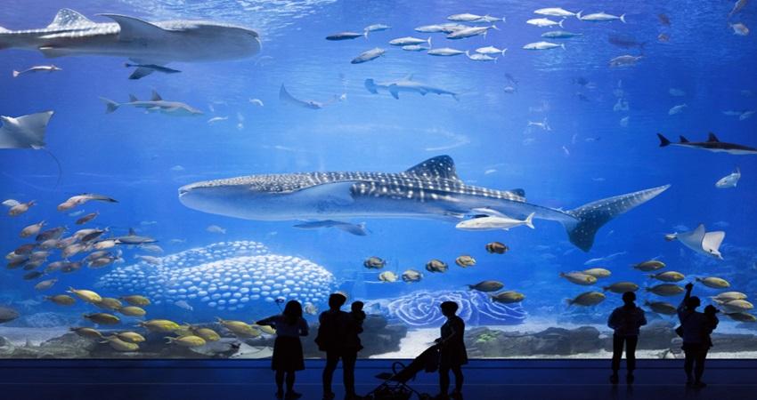 L’Oceanogràfic - thủy cung lớn nhất châu Âu nằm tại Valencia