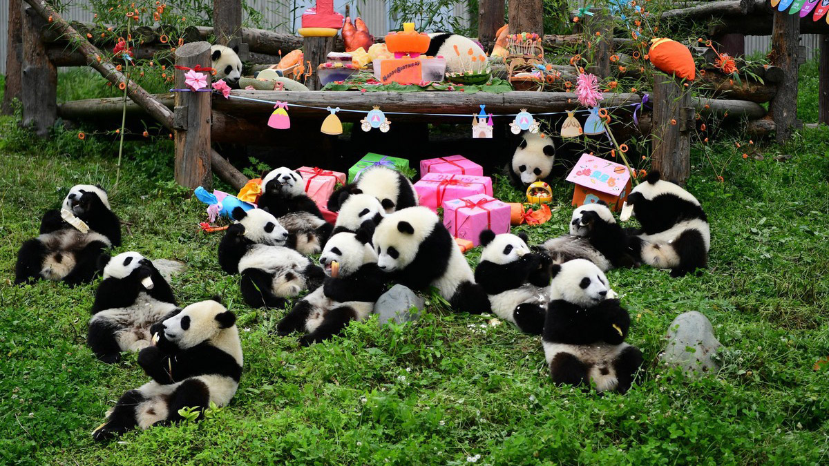 Công viên Gấu Trúc Thành Đô