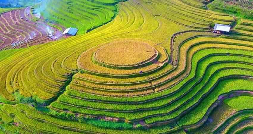 Đồi Mâm Xôi vàng màu lúa chín 