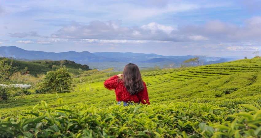 Cảnh đẹp yên bình ở Đồi Chè Cầu Đất