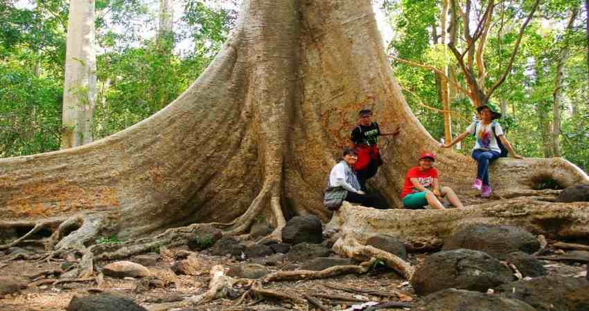 Khám phá những cây đại thụ hàng trăm tuổi linh thiêng trong tour Nam Cát Tiên 