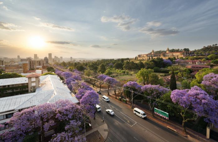 Thủ đô Pretoria lãng mạn với sắc tím rợp trời