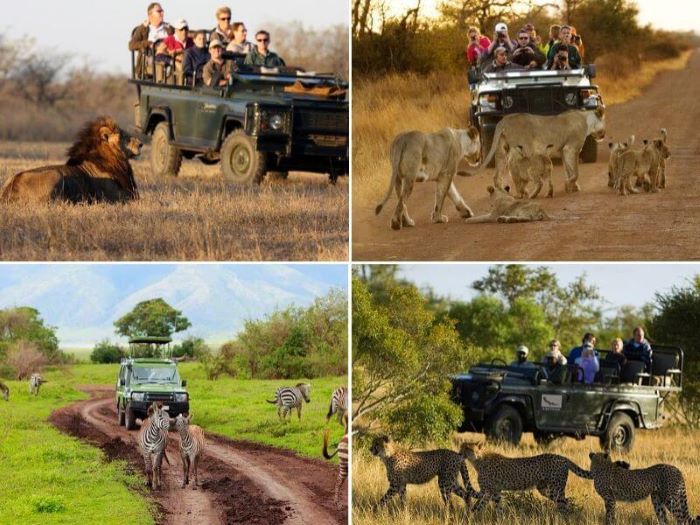 Khu bảo tồn động vật hoang dã Pilanesberg nổi tiếng Nam Phi