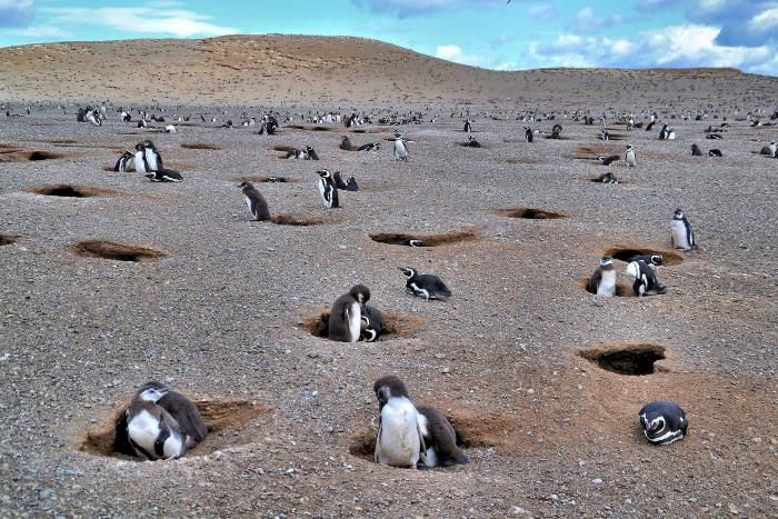 Quần thể chim cánh cụt Los Pinguinos lớn nhất ở đất nước Chile