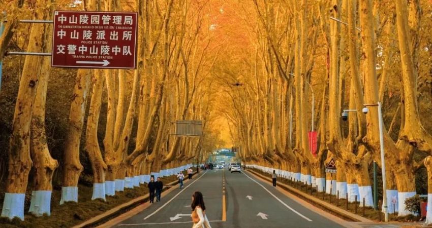 Đại lộ Ngô Đồng ở Nam Kinh