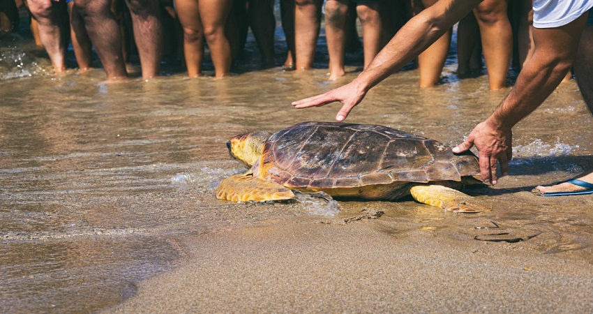 Đảo Rùa (Turtle Island) tại Bali