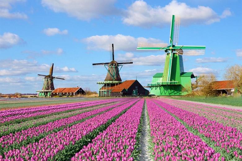 Quần thể hàng chục Cối xay gió Windmills