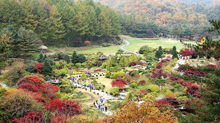 Vườn hoa Morning Calm Hàn Quốc 