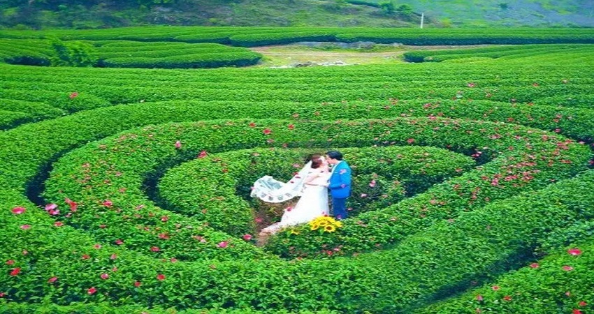 Đồi chè trái tim