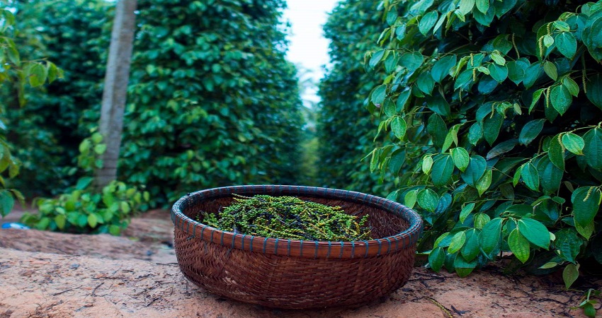 Vườn Tiêu Phú Quốc