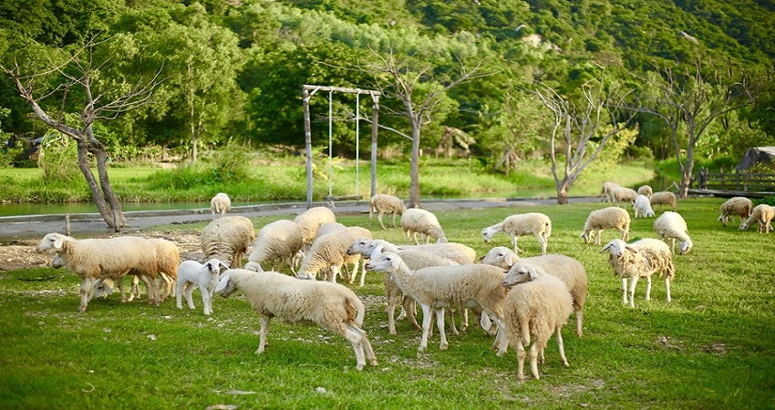 Đồng Cừu