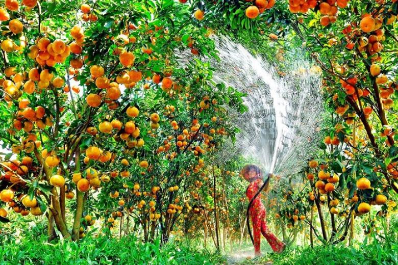 khu du lịch vườn trái cây Mỹ Khánh
