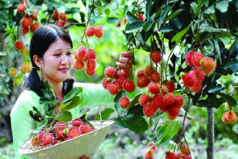 khu du lịch vườn trái cây Mỹ Khánh