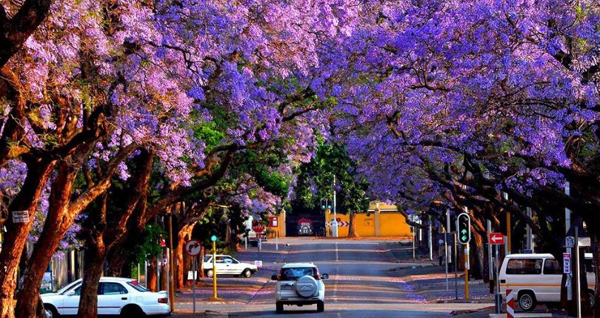 Thủ đô Pretoria mùa phượng tím