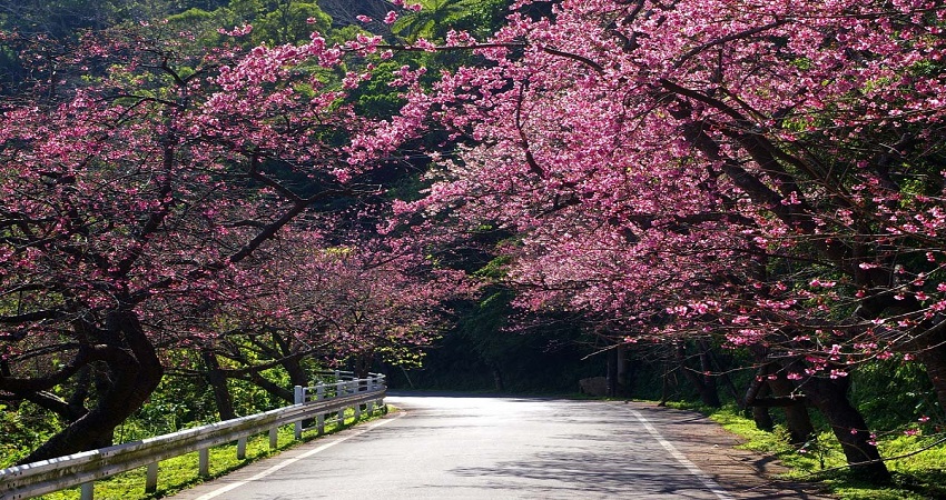 Hoa anh đào Okinawa - Kanhizakura