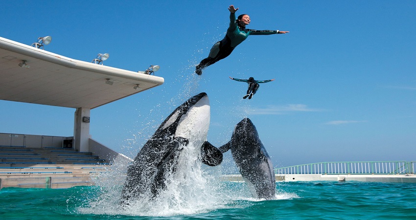 Kamogawa Sea World - điểm đến lý tưởng cho ai yêu thế giới động vật