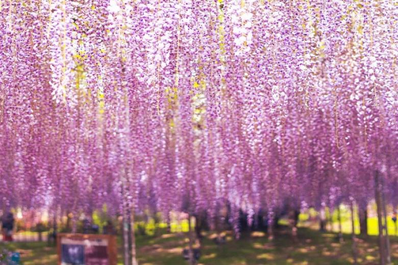 Công viên hoa Ashikaga