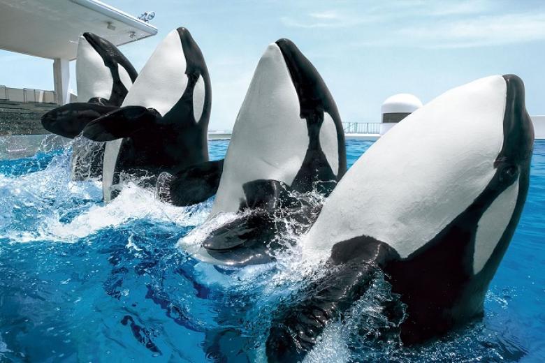 Kamogawa Seaworld