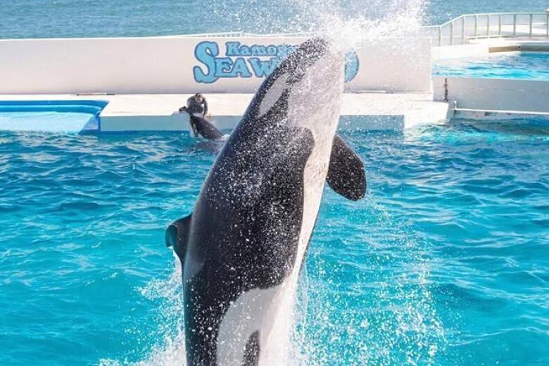 Kamogawa Seaworld