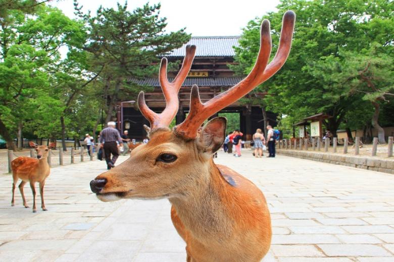 Nara Park