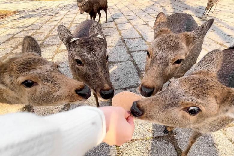 Nara Park