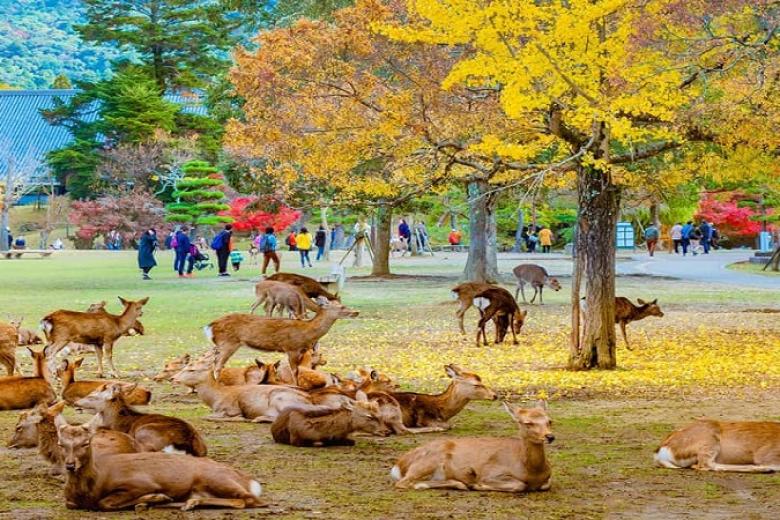 Nara Park