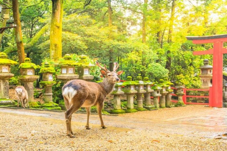 Nara Park
