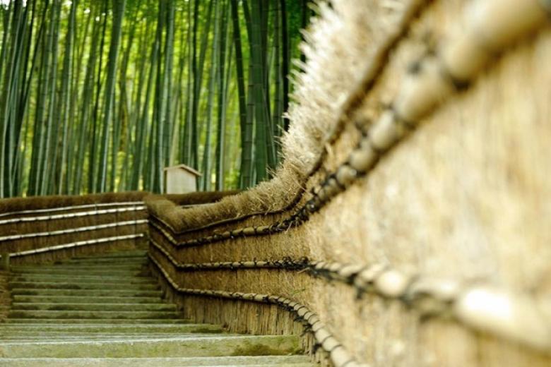 Rừng tre Sagano